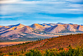 Vibrant fall colours ignite the landscape along the Dempster Highway; Yukon, Canada