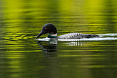 Common Loon (Gavia immer) in breeding plumage on the water; Whitehorse, Yukon, Canada