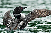 Common Loon (Gavia immer) spreading it's wings in a lake; Whitehorse, Yukon, Canada