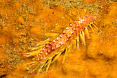 Polychaeta, oder Polychaeten, sind paraphyletische Ringelwürmer, die auch als Borstenwürmer bekannt sind; Philippinen