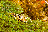 The Bumblebee shrimp (Gnathophyllum americanum) is similar in colouration to a brightly coloured bumblebee, and can grow up to 1 inch in length; Philippines