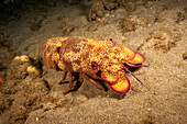 The Scaly slipper lobster (Scyllarides squammosus) can reach 16 inches in length; Hawaii, United States of America