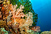 Alcyonarische Weichkorallen, ein riesiger Fächer aus Tubastrea und ein Rotfeuerfisch gehören zu dieser Riffszene auf den Philippinen; Philippinen