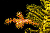 An Ornate or Harlequin Ghost Pipefish (Solenostomus paradoxus) beside a crinoid; Philippines