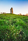Alte Burg auf einem Hügel in einem Grasfeld mit kleinen weißen Blumen; Clonlara, County Clare, Irland
