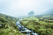 Kleiner Fluss, der ein Tal durchschneidet, das in den Nebel führt, mit drei Bäumen im Hintergrund, Galty Mountains; County Tipperary, Irland