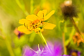 Yellow Crab Spider (Thomisus callidus) on a yellow flower in Cave Creek Canyon in the Chiricahua Mountains near Portal; Arizona, United States of America