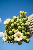 Blossoming Saguaro Cactus (Carnegiea gigantea) in Saguaro National Park near Tucson; Arizona, United States of America