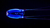 Box Jellyfish, also known as Sea Wasp (Alatina alata), swims by during a blackwater dive off the Kona coast, the Big island, Hawaii, USA. While not fatal like its Australian relatives, this box jellyfish can deliver a nasty sting; Island of Hawaii, Hawaii, United States of America