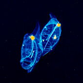 A pair of salps (Salpa sp.) with hyperiid amphipod (Hyperiidea) hitchhikers that were photographed under water during a blackwater dive off the Kona Coast, the Big Island; Island of Hawaii, Hawaii, United States of America