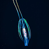A tentaculate ctenophore, also known as comb jelly or sea gooseberry (Pleurobrachia sp.), opens its mouth to ingest zooplankton prey during a blackwater dive off the Kona coast, the Big island; Island of Hawaii, Hawaii, United States of America