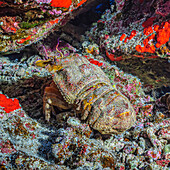 Ridgeback Slipper Lobster (Scyllarides haanii) versteckt sich in seinem Versteck zwischen Lavafelsen an der Rückwand des Molokini-Kraters vor der Küste von Maui; Molokini-Krater, Maui, Hawaii, Vereinigte Staaten von Amerika