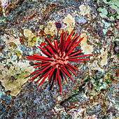 Umgeben von Reiskorallen (Montipora capitata) ruhen ein Rotschiefer-Bleistift-Urchin (Heterocentrotus mamillatus) und ein Nadelstachel-Urchin (Echinostrephus aciculatus) an der Molokini-Rückwand vor Maui, Hawaii, USA; Molokini-Krater, Maui, Hawaii, Vereinigte Staaten von Amerika