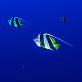 Pennant Butterflyfish (Heniochus diphreutes) feeding on zooplankton off the backwall of Molokini Crater offshore of Maui; Molokini Crater, Maui, Hawaii, United States of America