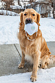 A dog sits on a sidewalk holding a face mask in it's mouth during the Covid-19 world pandemic; Edmonton, Alberta, Canada