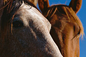 Close Up of Horses