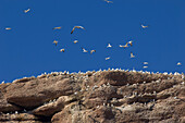 Gannets, Bonaventure Island, Gaspe, Quebec, Canada