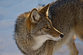Porträt eines Kojoten, Omega Park, Nontebello, Québec, Kanada