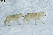 Arktische Wölfe, Parc Omega, Montebello, Quebec, Kanada