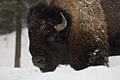 Bison in Winter, Parc Omega, Montebello, Quebec, Canada