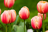 Nahaufnahme von Tulpen im Real Jardin Botanico de Madrid, Madrid, Spanien