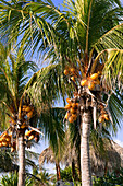 Palm Trees, Cayo Largo, Cuba