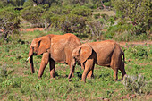 Elefanten im Tsavo-Nationalpark, Kenia