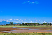 Tsavo National Park, Kenya