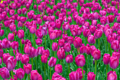 Tulpen, Ottawa, Ontario, Kanada
