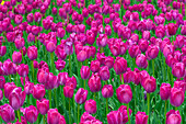 Tulips, Ottawa, Ontario, Canada