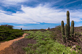 Scenic with Path and Cactus, North Coast of Aruba, Lesser Antilles, Caribbean