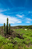 Landschaft mit Kaktus, Nordküste Arubas, Kleine Antillen, Karibik