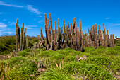 Scenic with Cactus, Aruba, Lesser Antilles, Caribbean