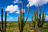 Landschaft mit Kaktus, Arikok National Park, Aruba, Kleine Antillen, Karibik