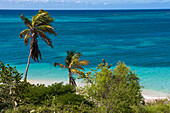 Palm Trees by Ocean, Rodgers Beach, Aruba, Lesser Antilles, Caribbean