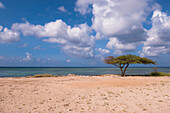 Einsamer Baum am Strand, Savaneta, Aruba, Kleine Antillen, Karibik