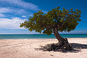 Lone Tree, Palm Beach, Aruba, Lesser Antilles, Caribbean