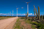 Windturbinen und Kakteen an einer unbefestigten Straße, Aruba, Kleine Antillen, Karibik