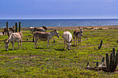 Wild Donkeys, Arikok National Park, Aruba, Netherlands Antilles, Caribbean