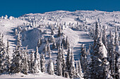 Schneebedeckte Bäume, Big White Mountain, Kelowna, Britisch-Kolumbien, Kanada