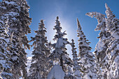 Close-up of snow coverd everegreen trees, Big White Mountain, Kelowna, British Columbia, Canada