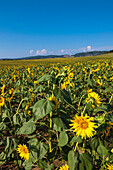 Field of sunflowers, Val d'Orcia, Province of Siena, Tuscany, Italy