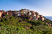 Corniglia on top of Promontory, Cinque Terre, La Spezia District, Italian Riviera, Liguria, Italy
