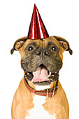 Boxer Wearing Birthday Hat