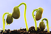 Row of Sprouting Bean Plants
