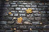 Autumn Leaves on Cobblestones