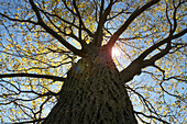 Looking up at Oak Tree