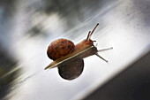 Nahaufnahme einer Gartenschnecke auf einem Gewächshausdach