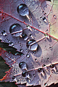 Light reflecting on close up of autumn leaf with raindrops