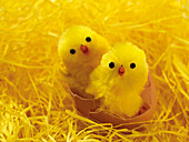 Two Easter Chicks in Broken Eggshell